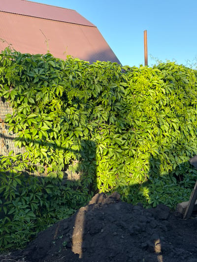 This is a photograph taken outdoors on a clear day, likely in the city of Kansk, Russia, given the contextual information. The image features a densely overgrown fence covered in lush green ivy. To the upper left, the reddish-brown corrugated metal roof of a building is visible, angled against a bright blue sky. A solitary, weathered wooden pole stands tall in the middle ground, piercing through the ivy and extending into the sky. In the foreground, a pile of dark, rich soil suggests recent digging or landscaping activity. Shadows of the ivy and possibly other unseen objects are cast across the fence and the soil, indicating the presence of sunlight. The overall scene depicts a section of a yard or garden, possibly during a summer day.