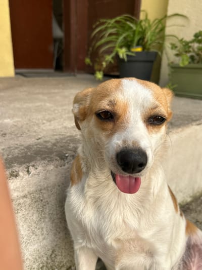 A medium shot of a small, brown and white dog with its tongue sticking out sits on a concrete step outdoors. The dog is facing forward and looking towards the camera. The background shows a yellow wall on the left, a dark brown door and some potted plants in the center and right, and more concrete steps. The scene appears to be in the city of Krumovo, Bulgaria, likely a residential area given the outdoor setting with a door, wall, and plants.