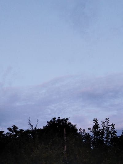 The image captures a serene dusk scene above a dense line of dark green foliage and trees, silhouetted against a pale blue and lavender sky. Wispy clouds are faintly visible, adding texture to the twilight atmosphere. The overall impression is one of natural beauty and tranquility, with no human presence or urban elements evident.