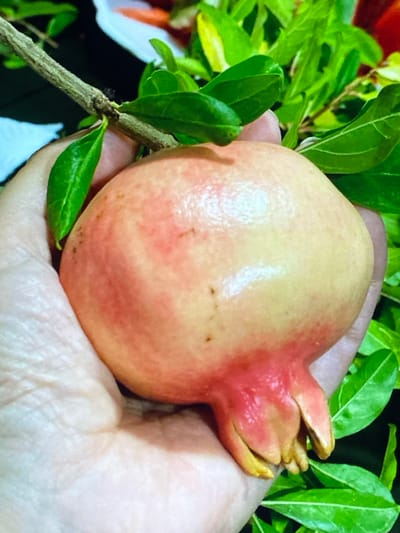 A hand holds a light-skinned pomegranate with blush pink and yellow tones, showing a hint of red at the blossom end. The pomegranate is still attached to a woody stem with green leaves. The background is blurred, but suggests an outdoor setting with more greenery and possibly a white object. The scene is a close-up, focused on the fruit and the hand supporting it.