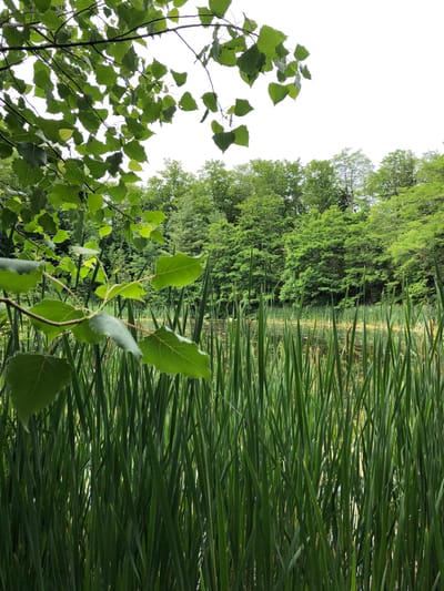 This image depicts a serene natural scene. The foreground is dominated by the lush green foliage of trees and their branches, with some leaves appearing close-up and others forming a backdrop. To the right, a dense wall of tall, green reeds or cattails stretches vertically, creating a textured barrier. Beyond the reeds, a body of water is visible, reflecting the surrounding greenery and a bright, overcast sky. The trees in the background are a vibrant green, suggesting a temperate climate and a time of year with abundant vegetation, likely spring or summer. The lighting indicates it's daytime, with diffused light suggesting cloudy conditions or perhaps early morning or late afternoon. The overall mood is tranquil and natural, with no human presence or man-made objects clearly visible, suggesting a relatively untouched or natural setting. The location context of Barrie, Canada, places this scene within a Canadian environment, likely a park, lakeside, or wetland area. There is no visible text in the image.