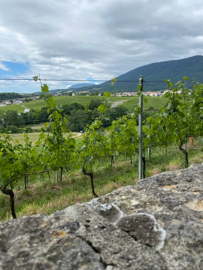 The image depicts a vineyard in the municipality of Boudry, Switzerland, under a cloudy sky. In the foreground, a rough, gray stone wall occupies the lower portion of the frame, out of focus. Beyond the wall, rows of vibrant green grapevines extend into the middle ground, supported by metal posts and wires. The vines are lush with leaves, and some show developing grape clusters.
In the background, a town with various buildings is nestled among rolling green hills. A winding road can be seen in the distance. Further back, a large, tree-covered mountain rises, its slopes partially obscured by the cloud cover. The overall impression is a scenic rural landscape typical of the region. There are no people or animals visible in the image, and no actions or interactions are depicted. The environment is characterized by cultivated vineyards, natural vegetation, a town, and a mountain under a dramatic sky.