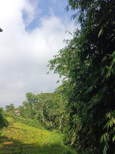 The image depicts a natural outdoor environment in Mengzi City, China, primarily composed of dense vegetation under a partly cloudy sky. The right side of the frame is dominated by a substantial growth of bamboo, characterized by numerous slender, green leaves and visible stalks. To the left, the foreground shows an expanse of low-lying green ground cover, consisting of mixed grasses and other foliage, with areas exhibiting variations in sunlight and shadow. In the midground, behind this ground cover, a diverse collection of trees and shrubs with broader leaves forms a dense green backdrop. A light-colored, multi-story building structure is partially visible through the trees on the far left side of the midground. The upper portion of the image features a sky with significant white cloud cover, punctuated by visible patches of blue sky. No individuals, animals, or specific actions are identifiable within the scene.