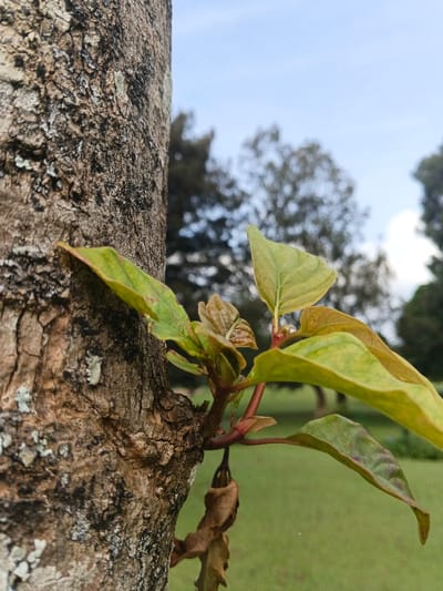Tapaiteng Uesa, Bhutan. The image displays a close-up, vertical perspective of a tree trunk with new vegetative growth. The trunk, situated on the left, exhibits textured, rough bark in tones of grey and brown, marked with patches of lighter grey lichen. A cluster of young shoots with reddish-brown stems and varying shades of green leaves, some with reddish tinges, protrudes from the trunk's right side. A few dried, brown leaves hang below this new growth. The background is blurred, showing a green grassy area at the bottom and indistinct green tree foliage against a light blue sky with faint white clouds at the top. No individuals are present.