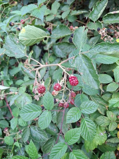 The image shows a close-up view of a blackberry bush with ripe and unripe berries, as well as green leaves. The berries are a mix of dark purple and red. The leaves are serrated and veined, with some appearing slightly wilted. The bush appears to be growing outdoors in a natural setting, with other greenery visible in the background. The lighting suggests it might be a cloudy day or shaded area. There are no people or man-made structures visible in the image. The scene is typical of a wild or cultivated blackberry patch.