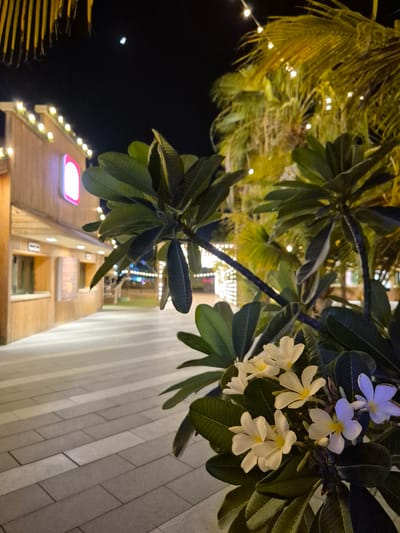 The image depicts a nighttime scene in Fujairah, United Arab Emirates, likely an outdoor promenade or market area. In the foreground, a cluster of white and pale purple plumeria flowers with dark green leaves is prominent. Behind the flowers, a pathway paved with light-colored rectangular tiles recedes into the distance. To the left, a wooden building with a lit pink sign and multiple windows is visible, adorned with a string of white lights along its roofline. Palm trees, illuminated by strings of warm white fairy lights, are visible in the background, creating a festive atmosphere. The night sky is dark, with a sliver of the moon visible near the top left. The overall impression is one of a well-lit, inviting public space designed for evening enjoyment.