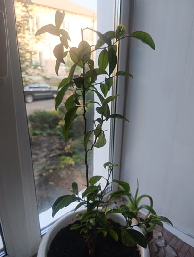 A medium shot photograph captures a potted citrus plant positioned on a windowsill, illuminated by the warm glow of late afternoon sunlight streaming through the window. The plant, which appears to be an indoor variety, exhibits green leaves and a slender stem with thorns. Its white pot is filled with dark soil. Through the window, a blurry urban landscape is visible, featuring a building, a parked car, and some greenery. The scene suggests a quiet, domestic setting. The photograph was taken in the city of Тайжина, Russia.