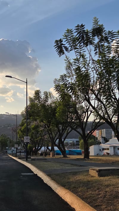 The image depicts an outdoor urban-suburban scene in La Tijera, Mexico, under late afternoon or early evening sunlight. The perspective is low-angle, looking down a street.
In the foreground, an asphalt road or path occupies the left side, bordered by a concrete curb reflecting warm, orange sunlight. To the right of the curb is a grassy median strip with dry, sparse grass and scattered concrete slabs, including a prominent rectangular one. A dark brown trash receptacle is visible further down the median.
The midground features a prominent row of tall, deciduous trees with dark, gnarled trunks and green, feathery foliage; some trees exhibit faint purple blossoms. Several black streetlights with oval luminaires are positioned along the road. A white circular speed limit sign displaying "20 KM/H" is affixed to one streetlight in the foreground, with another similar sign visible further down. Indistinct human figures are present near the trees and road in the middle distance, along with a light-colored van on the road. Behind the trees, a single-story white modular building with a dark roof and solar panels is visible on the right, with a red cone nearby. Beyond this, multi-story buildings with facades in yellow, orange, and white are present, partially obscured, and a large blue barrier is also discernable.
The background consists of green, vegetated hills or mountains, with communication towers or utility poles visible on their ridgelines. The sky is partially cloudy, with a large, bright white cloud formation dominating the upper left, contrasting with areas of clear blue sky.