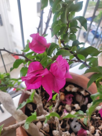 A close-up shot shows a vibrant pink bougainvillea plant in a terracotta pot on a windowsill. The plant has green leaves and thorny stems, with several bright pink bracts (modified leaves that resemble petals) prominently displayed. The pot is filled with soil and small stones. Outside the window, a blurry urban scene is visible, including buildings and a street with a car. The image captures a domestic setting, likely a balcony or indoor plant display. The bougainvillea is the clear subject, showcasing its vivid colors and intricate details.