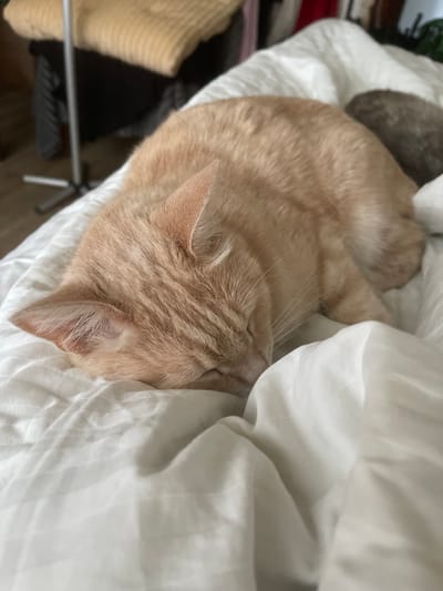 An orange tabby cat is sleeping on a white duvet. The cat is curled up on its side, with its head tucked into its body. The duvet is wrinkled and has a textured pattern. In the background, there are some out-of-focus objects, including what appears to be a floor lamp and some folded blankets. The lighting is soft and natural. The image does not provide any information about the location in the city of Коротиха, Russia, nor does it contain any people or interactions.