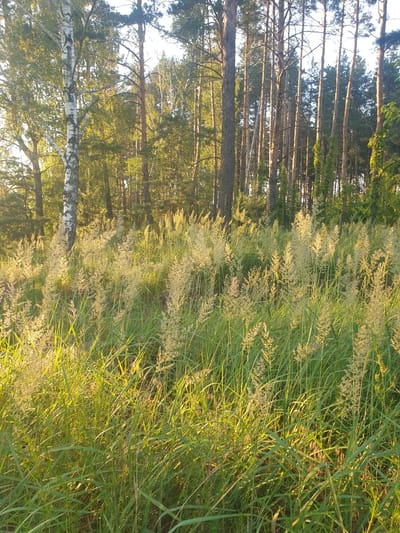 This is a vertical, medium-shot, outdoor photograph of a forest edge with tall grasses in the foreground. The scene depicts a transition from a dense forest of pine and birch trees to a meadow of tall, feathery grasses. The trees on the left are a mix of dark, slender pines and a prominent birch tree with white, peeling bark in the lower left quadrant. Sunlight filters through the trees, creating dappled shadows and highlighting the textures of the bark and foliage.
To the right of the trees, the tall grasses dominate the frame. They are a vibrant green, with many stalks topped with feathery seed heads that catch the light, appearing almost golden. The grasses are dense and appear to be swaying slightly, suggesting a gentle breeze. The perspective draws the viewer's eye from the forest into the expanse of the meadow.
The lighting indicates that it is likely late afternoon or early evening, with the sun casting a warm, golden glow on the scene. The sky is mostly obscured by the trees and foliage, but where visible, it appears bright, suggesting fair weather. There is no text visible in the image. The overall mood is serene and natural, evoking a sense of peacefulness and the beauty of a natural landscape in Obukhiv, Ukraine.