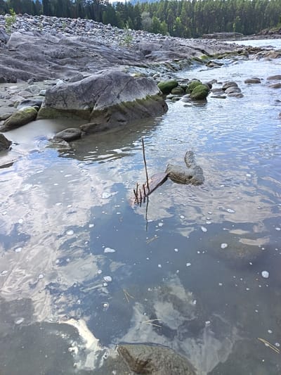 The image depicts a rocky riverbank with a dense coniferous forest in the background. The river is shallow and clear, with many stones and rocks visible on the riverbed and along the shore. A small structure, possibly a makeshift raft or a piece of debris, floats in the water near the foreground. The water surface is disturbed by ripples and scattered bubbles, and it reflects the sky, which is partly cloudy. The overall scene suggests a natural, remote location, likely in a mountainous or forested region.