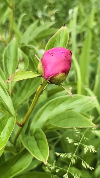 An unopened pink peony bud, covered in water droplets, sits in the center of the frame, surrounded by lush green foliage. The bud has a pointed tip and green sepals at its base. The background is a blur of green leaves, with a hint of light green grass-like plants in the lower right corner. The image appears to be taken outdoors, likely in a garden setting. No people or animals are visible. The scene is peaceful and natural, with a focus on the delicate beauty of the flower bud. The location in Ermolino, Russia is not visually indicated in the image itself.