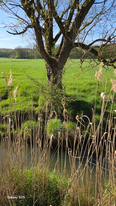 The scene is a landscape featuring a tree to the left with visible branches against a blue sky. The tree is positioned near a field of green grass. A body of water, likely a stream or river, is present, bordered by reeds or tall grasses. The location is likely rural, potentially in or near Ottonville, France. There are no people visible in the frame.