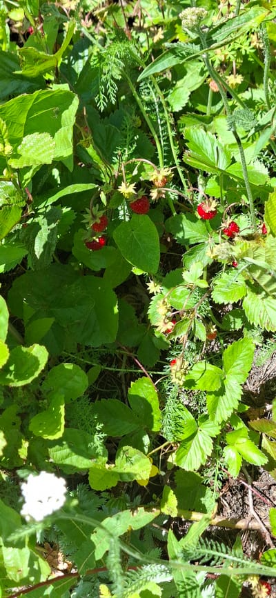 A close-up, high-angle shot captures wild strawberries growing amongst lush green foliage in Lahti, Finland. Several ripe, red strawberries are visible, some clustered together, others hanging individually from thin stems. The leaves are a vibrant green, with some showing signs of sun-dappled shadows. The environment appears to be a natural, outdoor setting, possibly a forest floor or a garden area. A few delicate white flowers, likely wild strawberry blossoms, are also present, adding to the natural beauty of the scene. The image is filled with a sense of natural growth and the subtle details of a summer day in Lahti.