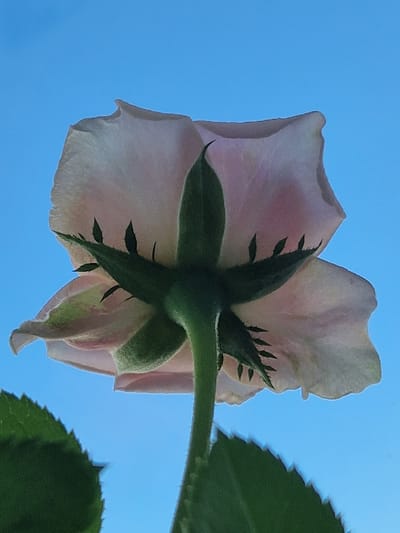 The image is a close-up, low-angle shot of a light pink rose against a clear blue sky. The rose is seen from beneath, with its stem and sepals prominently displayed. The sepals are green and spiky, curving outwards from the base of the bloom. The petals of the rose are delicate and translucent, with a slight curl at the edges. Two green leaves, with serrated edges, are visible at the bottom of the frame, one on the left and one partially on the right. The background is a uniform, cloudless blue sky. The image was taken in Fresnes, France.