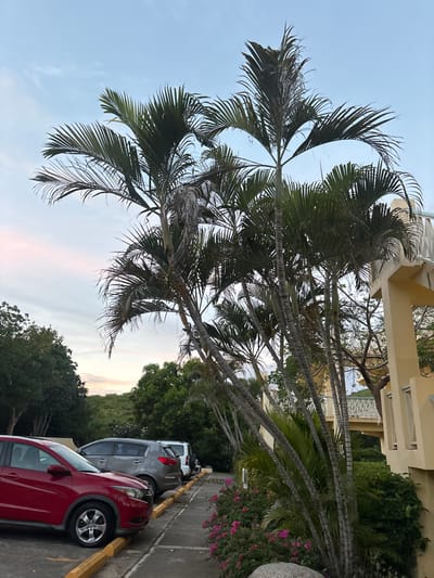 This image depicts a parking area and garden beside a building in Olde Yard Village, British Virgin Islands, during twilight hours. The sky is light blue with subtle pink and white clouds. In the foreground and midground, numerous palm trees with green fronds, some exhibiting signs of dryness or damage, dominate the right side of the frame. A lush green hilly landscape with dense vegetation forms the background on the left.
On the left, a paved parking area is visible with yellow concrete parking barriers. Three vehicles are parked: a red SUV, likely a Honda HR-V, is in the foreground, followed by a grey SUV (possibly a Kia Sportage), and a partial view of a white SUV or Jeep in the distance. Adjacent to the parking area is a concrete walkway or pathway, bordered by a garden bed featuring pink flowering bushes and various green plants. A rounded, light grey stone is visible in the lower foreground.
To the right, a multi-story building with a light yellow or cream-colored facade is present. It features white railings and balustrades on elevated walkways or balconies. Windows are visible along the building's exterior. No individuals are present, and no actions or interactions are depicted. The scene is static and devoid of human activity.
