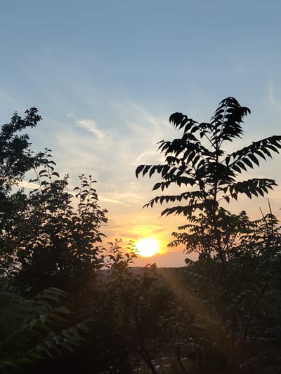The image captures a sunset or sunrise over a landscape identified as Pisanets, Bulgaria. A bright, circular, yellow-orange sun is prominently situated low on the horizon, positioned slightly right of the vertical center. The sky above transitions from a light blue at the top to warm orange and yellow hues near the horizon, populated by scattered, wispy, horizontal clouds.

The foreground and lower midground are dominated by dense, dark green foliage, primarily trees and bushes, almost entirely silhouetted against the radiant sky. On the left side, a cluster of broadleaf trees forms a dark, irregular mass extending upwards. On the right, a distinct tree with larger, serrated or elongated leaves is sharply silhouetted, reaching into the upper right quadrant. Subtle rays of sunlight are visible penetrating through gaps in the lower foliage, illuminating parts of the scene with a warm glow. The distant background consists of dark, undulating terrain, likely hills or mountains, obscured by shadow and the low sun. No human figures, animals, or clear man-made structures are discernible in the scene.