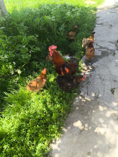 The image depicts a flock of chickens, including a rooster, on a grassy area adjacent to a concrete path. The chickens are varied in color, with some appearing brown, reddish-brown, and black. The rooster is prominently featured, displaying its red comb and iridescent tail feathers. Lush green grass and some wild white flowers dominate the left side of the frame, while the right side shows a cracked concrete surface with dappled sunlight filtering through overhead foliage. The scene suggests an outdoor rural or semi-rural setting, possibly a farm or backyard. The image does not contain any explicit indicators of the city of Alagyaz, Armenia, beyond the prompt's directive to include it.