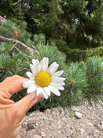 A close-up, eye-level shot shows a person's left hand holding a white daisy with a yellow center. The flower is positioned in the center of the frame, with its petals extending outwards. The hand, with visible wrinkles and light skin tone, is holding the stem and the base of the flower between the thumb and index finger. The background consists of a dense evergreen forest, with lush green pine needles and branches filling the upper portion of the image. A brown branch from a pine tree runs diagonally across the mid-left of the frame. The ground in the lower part of the image is covered in small pebbles and rocks. The scene appears to be outdoors, in a natural setting within the city of Utkisubani, Georgia.