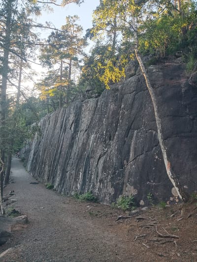 A wide gravel path runs alongside a towering, sheer rock face, disappearing into the distance on the left. The rock face is dark gray with visible vertical striations and patches of lighter mineral deposits. Trees with lush green foliage and tall, slender trunks grow along the top and to the left of the path. Some of the trees have sunlight filtering through their leaves, creating a dappled effect. A thin, pale-barked tree with green leaves grows diagonally from the base of the rock face and leans over the path.
In the distance on the left side of the path, a few small figures appear to be walking or cycling, suggesting the path is a recreational trail. The ground is covered in loose gravel, with some exposed tree roots visible near the base of the rock face on the right. Small patches of green vegetation sprout from cracks in the rock and at its base.
The lighting suggests it is late afternoon or early evening, with the sun low in the sky, casting a warm glow on the foliage. The sky above is a clear, pale blue. The overall scene evokes a sense of natural beauty and tranquility within a forested, rocky environment, likely a park or nature reserve. No text is visible in the image.