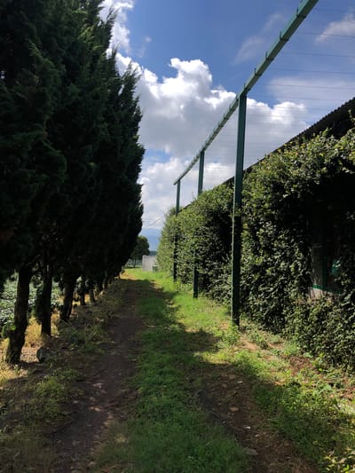 The image depicts a dirt path in a rural setting. On the left, a row of tall, dark green coniferous trees lines the path. On the right, a building is covered in dense green ivy. A green, metal trellis structure with wires runs along the top of the ivy-covered building. The path itself is unpaved and has patches of grass and some scattered rocks. In the distance, the path leads towards a lighter-colored structure and a gently sloping hillside. The sky is blue with scattered white clouds. The scene appears to be an outdoor agricultural or garden area, possibly part of a farm or estate, and is not indicative of an urban environment within Thôn 8, Vietnam. There are no people or animals visible in the image.
