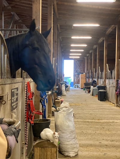 The image depicts the interior of a barn. A black horse is visible in the foreground, peering over a stall. Various equestrian equipment, including bridles and saddles, are visible nearby. A white cat is perched on a container. The barn has a long corridor with wooden beams and fluorescent lights, leading to an open entrance at the end. It is impossible to determine the city of Прогресс, Russia from this image.