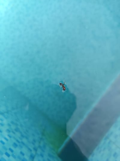 A single reddish-brown ant, approximately 5-7mm in length, is depicted floating on the clear, turquoise-blue surface of water. The ant is positioned slightly right of the image center, with its legs extended and visibly disturbing the water's surface tension, suggesting it is either struggling or resting. The environment consists of a swimming pool located in Palasari, Indonesia. The lower left portion of the frame reveals the pool's interior wall, adorned with light and dark blue mosaic tiles. A light-colored, possibly grey or white, submerged structural element or step runs diagonally from the lower right to the mid-right of the frame, partially obscured by reflections and water. No other subjects or objects are visible. The water's surface exhibits minor ripples and reflections from an unseen light source.