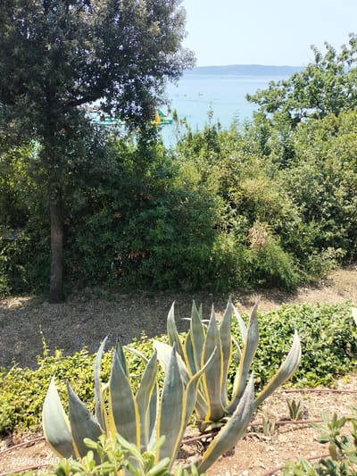 This media file captures a serene coastal scene on a sunny day, likely in Krk, Croatia. In the foreground, a large agave plant with variegated leaves stands prominently, its spiky form contrasted by the soft green ground cover. The middle ground is dominated by lush, dense foliage, with a mature tree on the left providing shade and a sense of depth. Beyond the greenery, a tranquil blue sea stretches towards the horizon, where a faint outline of distant land is visible under a clear, bright sky.

In the distance, on the water, several people are engaged in recreational activities. One group appears to be on a floating inflatable water park, with individuals visible on the structure. Two people are also seen on what seem to be paddleboards, enjoying the calm waters. The overall atmosphere is peaceful and inviting, suggesting a leisurely summer day. The time stamp visible in the bottom left corner indicates it was taken on June 29, 2026, at 13:20, which aligns with the bright, high-sun lighting and clear weather. The presence of the sea and abundant vegetation strongly suggests a Mediterranean coastal location.