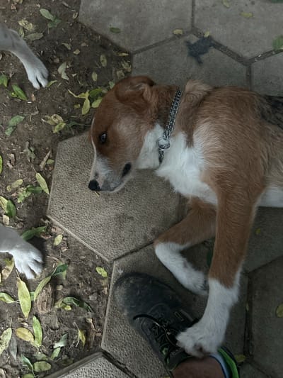 The image shows two dogs lying on the ground. One dog, a medium-sized mixed breed with brown and white fur, is lying on its back with its paws in the air. It is wearing a silver chain collar. The other dog's white paws are visible in the foreground and upper left of the image. The dogs are on a patio made of hexagonal paving stones, surrounded by dirt and fallen leaves. A person's foot in a black shoe is visible on the right side of the image, near the brown and white dog's paw. The scene appears to be outdoors, possibly in a garden or backyard. The lighting suggests it could be daytime, and the presence of fallen leaves indicates it may be autumn. There is no visible text in the image. The dogs seem relaxed, with the one on its back appearing to be enjoying the moment. The overall impression is one of a casual, outdoor moment with pets.