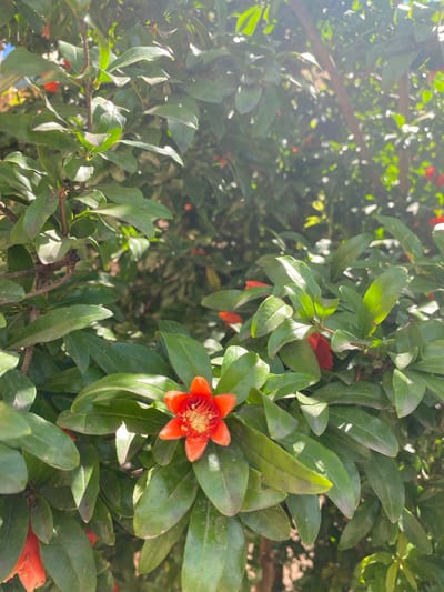 The image depicts a close-up view of a pomegranate tree branch laden with vibrant green leaves and several small, bright orange-red flowers. One flower in the foreground is fully open, showcasing its delicate petals and intricate stamen. The sunlight filters through the foliage, creating highlights and shadows. The background is a blur of green and brown, suggesting more branches and possibly the dappled light of an outdoor environment. There are no people or animals visible in the image, nor any man-made objects. The scene is natural and peaceful. The location in the city of Babayurt, Russia, cannot be determined from the visual information provided in the image itself.