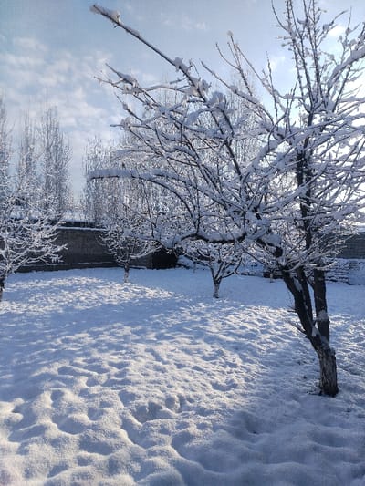 A winter scene shows trees laden with snow in a backyard or garden. Fresh snow covers the ground, with uneven depths and shadows creating texture. A stone wall is visible in the background, adding a sense of enclosure. The sky is partially cloudy, with a soft light filtering through, enhancing the wintery atmosphere. The branches of the trees are prominent, adorned with thick layers of snow.