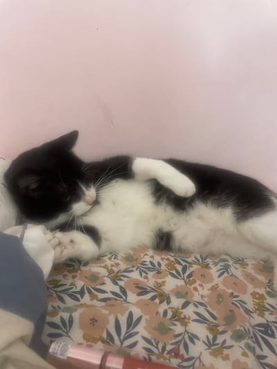 The image shows a black and white cat lying on its back on a bed with a floral patterned duvet cover. The cat is mostly white with black markings on its head and back. Its paws are tucked in, and its eyes are closed. The background is a pale pink wall. The image appears to be taken indoors, possibly in a bedroom. There is a pink object, possibly a tube of lipstick or a makeup brush, visible on the right side of the image, resting on the duvet. The lighting suggests it could be daytime. There are no people visible in the image. The overall mood is peaceful and relaxed, with the cat appearing to be asleep or resting comfortably. There is no visible text in the image.