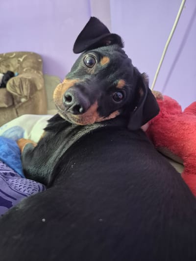 A black and tan dog, likely a Dachshund mix, is prominently featured in a close-up, indoor portrait. The dog looks directly at the viewer with large, dark, expressive eyes that reflect ambient light. Its head is tilted to the left, conveying curiosity and attentiveness. The dog has short, sleek fur, with distinctive tan markings on its muzzle, above its eyes, and on its chest/legs.

The setting appears to be a cozy indoor environment, likely a home in Novachene, Bulgaria. A light purple wall occupies the upper left background, with a thin, light-colored horizontal bar or cable running across it. Behind the dog's back and to its right, a fluffy, bright red object, possibly a stuffed animal, is partially visible. Beneath the dog, an assortment of patterned fabrics in shades of blue and purple suggests bedding or blankets. A portion of a brown, possibly upholstered, piece of furniture is visible in the lower left, further indicating an indoor setting. The lighting is soft and consistent with interior conditions. There is no visible text. The overall impression is an engaging moment with a pet.