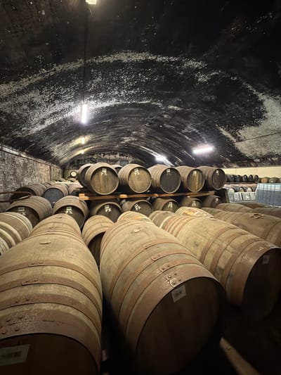 The image depicts a wine cellar in Blackford, United Kingdom. Numerous oak wine barrels are stacked horizontally in rows, filling the right side of the frame. The barrels are light brown with dark brown hoops. Labels are attached to the barrels. The cellar's left wall has a dark, textured surface, possibly mold. Artificial lighting is present along the wall. The floor is brick.