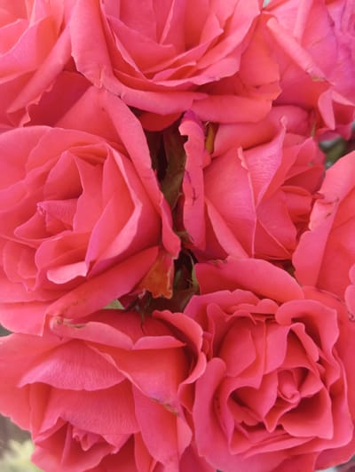 The image is a close-up, overhead shot of a cluster of vibrant pink roses. The roses are fully bloomed, with many layers of soft petals creating a textured and abundant visual. The lighting suggests it is daytime, and the focus is entirely on the floral subjects, with no background or setting details visible. The scene is static, showcasing the beauty and detail of the flowers themselves. There are no people, text, or discernible location cues within the frame. The overall impression is one of natural beauty and floral abundance.