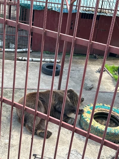 This is a high-angle, eye-level shot of a brown bear lying on its side on a concrete floor, seen through a series of horizontal red metal bars. The bear appears to be relaxed, with its head resting on its paws. Its fur is dark brown and appears thick. One of its hind paws is visible, showing its claws and paw pads.

In the background, there is a red building with a corrugated metal roof. To the right of the bear, there is a worn-out tire painted with yellow and green splotches, which is also resting on the concrete. Further in the background, there are some sparse patches of green grass and what appears to be a narrow, dark opening in the red building. To the left of the bear, there are two black tires and some birch logs. The overall setting suggests an outdoor enclosure, possibly in a zoo or a sanctuary, given the presence of the animal and the enclosure bars. The lighting suggests it is daytime, with shadows visible on the concrete. There are no people visible in the image. The environment appears somewhat utilitarian and weathered, with peeling paint on the tire and some debris on the ground. No text is visible in the image.