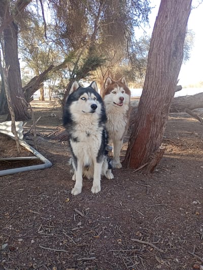 The image captures two Siberian Huskies in an outdoor, semi-wooded environment in Pozo Almonte, Chile. In the foreground, a black, white, and grey husky with piercing blue eyes sits attentively, looking to its right. Behind it, and slightly to the right, a reddish-brown and white husky with brown eyes stands, facing forward with its mouth slightly open.
The setting is characterized by dry, light brown soil densely covered with fallen twigs, small branches, and scattered pebbles. Several trees with thin, textured brown trunks and sparse, dry foliage are distributed throughout the scene, suggesting a arid or semi-arid climate. A large tree trunk is prominent on the right, partially obscuring the standing dog, while another stands on the left. On the ground to the left, a corrugated metal sheet is propped up, and a grey PVC pipe runs horizontally. A faint white fence or wall is discernible in the distant background.
The scene is brightly lit by clear daylight, indicating a sunny day, likely during the late morning or early afternoon given the distinct but not overly long shadows. The dogs appear calm and focused. No text is visible in the image.
