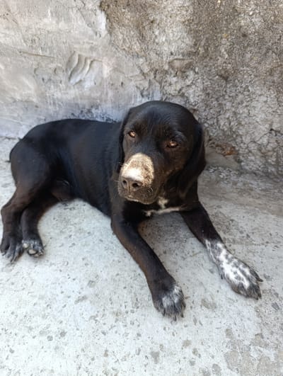 A black dog is lying on a concrete surface in front of a rough concrete wall. The dog is facing the camera with its head slightly turned to the right. Its fur is mostly black, with some white markings on its chest and paws. The dog's nose and muzzle are dusty. The background is a grey, textured concrete wall, possibly outdoors. The lighting suggests a sunny day, casting shadows. No people or other animals are visible. The location is Filippenkov, Russia.