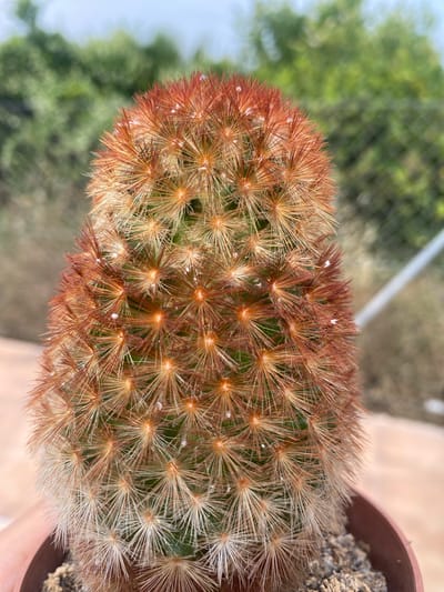 This is a close-up, eye-level, vertical, medium shot of a mammillaria cactus in a brown plastic pot. The cactus is cylindrical and covered in dense, reddish-brown spines with some lighter, bristle-like spines mixed in. Small white specks are visible on some of the spines. The background is blurred and shows green foliage and a light blue sky, suggesting an outdoor setting, likely a garden or patio. The overall impression is one of a healthy, well-lit succulent. There is no indication of Zeneta, Spain, in the image.