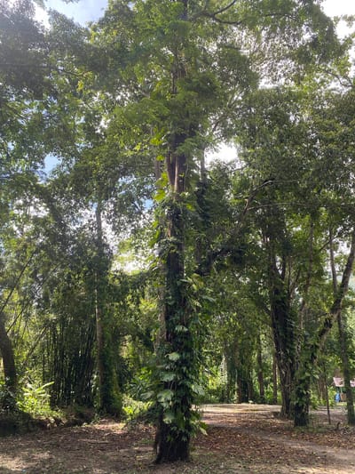 A tree-lined path extends into the distance. The location is Tambon Thai Mueang, Thailand. A dirt path runs along the right side of the frame, littered with leaves. Tall trees with dense green foliage line both sides of the path, creating a canopy overhead. Some trees are covered in vines. Sunlight filters through the leaves. In the background, a sign and fabric draped over a structure are visible.