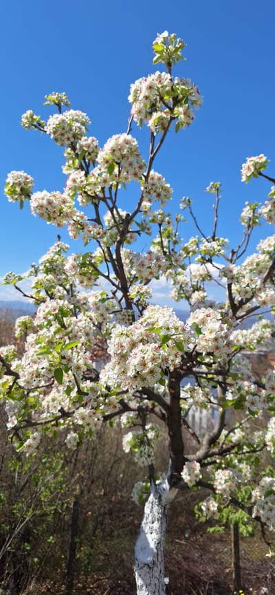 A blossoming tree with white flowers dominates the scene, set against a clear, bright blue sky. The branches are laden with dense clusters of blossoms, interspersed with fresh green leaves. The tree trunk, partially painted white, suggests an urban environment, with blurred glimpses of buildings and other trees in the background. The backdrop features a mix of textures - hints of mountains on the horizon, as well as foliage and urban infrastructure. Given the mention of Elenovo, Bulgaria, it can be inferred this is a snapshot of the town during springtime.