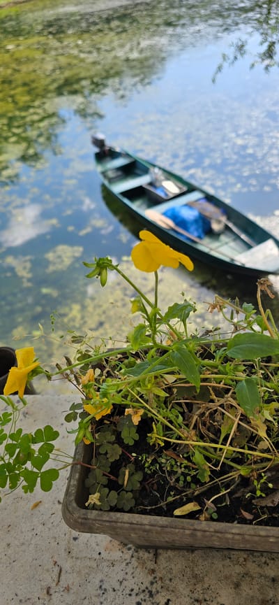 A green boat with a motor is moored on a body of water with algae and reflections. In the foreground, a pot contains lush green plants and a few small yellow flowers. The scene appears to be in Rijeka Crnojevića, Montenegro.