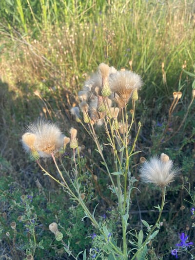 This is a close-up, eye-level, outdoor photograph of wild plants, specifically thistles that have gone to seed, with fluffy, white seed heads. The plants are in focus, with a blurred background of green grass and some small purple wildflowers. The lighting suggests it is either early morning or late afternoon, with the sun casting a warm glow on the scene. The location is identified as Mais'ke, Ukraine. There are no people or animals present in the image. The environment is a natural, overgrown field or meadow.