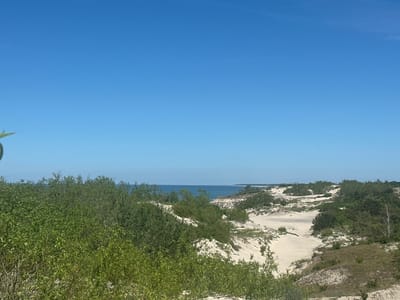 This image depicts a coastal landscape under a clear blue sky. The foreground is dominated by lush green vegetation, appearing as dense bushes and trees. Beyond this, a sandy area with rolling dunes is visible, dotted with more scattered green foliage and some taller, sparser trees. In the distance, the calm, blue sea stretches to the horizon, with a thin line of land visible on the far right. The overall impression is one of a natural, undeveloped coastal environment. The location is identified as Lesnoy, Russia.