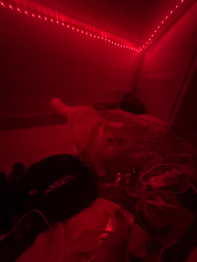 The image shows a domestic scene, likely an indoor room, illuminated by red LED strip lights. In the center of the frame, a light-colored cat with distinct facial features stands on a patterned rug. The cat is looking towards the camera. To the left of the cat, there are dark-colored piles of fabric or clothing, possibly a blanket or bedspread. In the background, there are wooden walls, suggesting the room might be a shed, a room with wood paneling, or a similar structure. On the floor to the right of the cat, there are various objects including what appears to be a power strip with cables, and possibly some bags or containers. The overall impression is a casual, somewhat cluttered domestic environment. The location of Семибратово, Russia is not discernible from the visual information presented in the image.