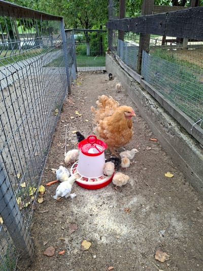 This is a forensic, matter-of-fact description of a scene in the city of Bardar, Moldova. A fenced enclosure containing a hen and several chicks is visible. The enclosure appears to be made of metal mesh and wooden planks, with a concrete base along one side. The ground is covered with dirt, scattered leaves, and some feed. A red and white chick feeder is positioned in the center of the enclosure, surrounded by the birds. The hen, a light brown color, stands protectively over a group of various colored chicks, including white, black, and light brown. Some chicks are clustered around the feeder, while others are scattered nearby. In the background, trees and foliage are visible, suggesting an outdoor setting. A single orange carrot is visible on the ground near the feeder.