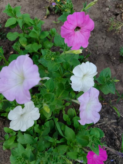 The image is a close-up, high-angle shot of a flowerbed containing petunias in various shades of pink and white, set against a backdrop of dark, dry soil. In the foreground, a bright pink petunia is prominently displayed at the top of the frame, its petals slightly curved inwards, revealing a dark center. To its left and below, a pale pink petunia, slightly out of focus, is visible. Further down and to the left, a white petunia with delicate veins is captured, and another white petunia is positioned to its right. A pale pink petunia is situated below the white one. The plant's green leaves and developing buds are interspersed throughout the scene. The soil appears cracked and dry, with some sparse, thin green grass-like vegetation growing in patches. The overall impression is of a garden or park setting, likely in an outdoor urban environment.