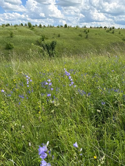 A landscape photograph depicts a grassy, rolling hill under a partly cloudy sky. In the foreground, a dense field of green grass is dotted with numerous small purple bellflowers and yellow buttercups. The middle ground shows a less densely vegetated grassy slope with scattered young trees. The background features the crest of the hill lined with more trees and a distant horizon under a sky filled with large, puffy white clouds. The scene is a natural, outdoor environment, likely a meadow or hillside, in or near Kalinino, Russia. There are no people or animals visible in the image. The overall impression is one of a vibrant, sunlit summer day in a rural or semi-rural setting.