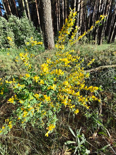 The image depicts a flowering shrub in a woodland setting, likely in the vicinity of Заречье, Russia. The shrub is predominantly covered in bright yellow flowers and green leaves. It is situated in a grassy area with other plants. In the background, a cluster of tall, thin trees with dark trunks forms a dense forest. A large tree trunk is to the left of the shrub. Fallen branches are visible on the ground near the shrub. The scene is lit by sunlight.